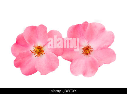 Hundsrose (Rosa Canina) isoliert auf weißem Hintergrund Stockfoto