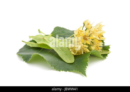 Lindenblatt mit Hochblatt und Blumen isoliert auf weißem Hintergrund Stockfoto