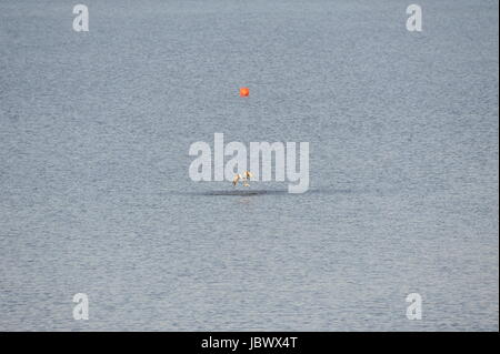 Seeadler (Haliaeetus Horste) am Steinhuder Meer, Deutschland. Stockfoto