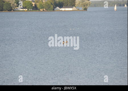 Seeadler (Haliaeetus Horste) am Steinhuder Meer, Deutschland. Stockfoto