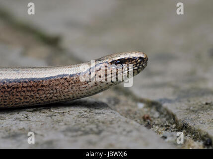 Blindschleiche, geschiedenen Fragilis, Nahaufnahme Seitenansicht auf Pflastersteine in Dorset, Großbritannien Stockfoto