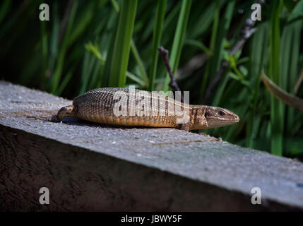 Gemeinsame / lebendgebärend Eidechse, Lacerta Vivipara, sonnen sich auf Holzsteg Stockfoto