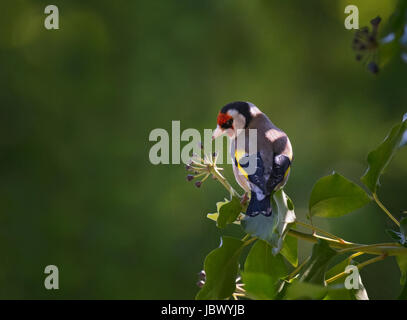 Europäische Stieglitz, Zuchtjahr Zuchtjahr, Nahrungssuche auf Ivy in Lancashire, UK Stockfoto