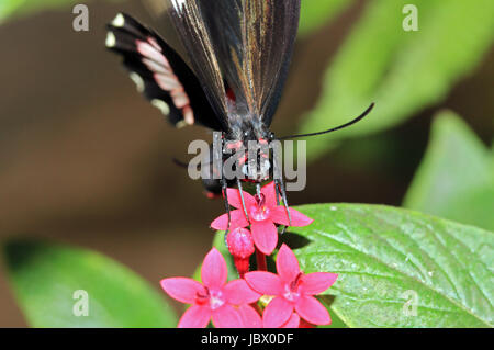 Red Postbote Butterfly (aka kleine Postbote, Red Passion Blume Schmetterling, Crimson gepatcht Longwing – Heliconius Erato), Costa Rica Stockfoto