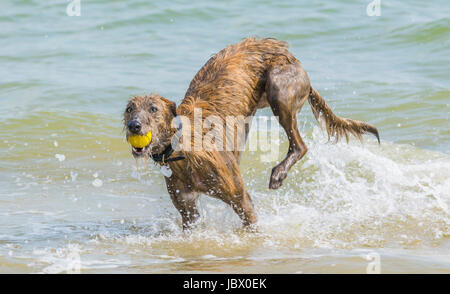 Hund im Meer. Scottish Deerhound Lurcher Hund spielen mit einem Ball im Meer. Stockfoto