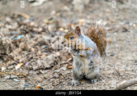 Östliche graue Eichhörnchen in Montreal - Quebec, Kanada Stockfoto