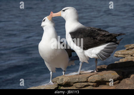 Schwarzen browed Albatross Stockfoto