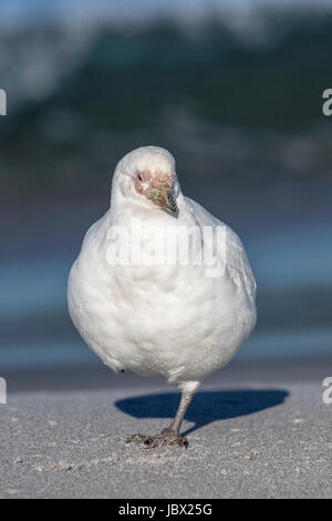 Scheidenschnabel Stockfoto