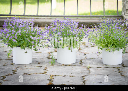 Schöne Glockenblumen in weiße Blumentöpfe auf Mittsommer in Lettland, Feier des Ligo im Juni Stockfoto