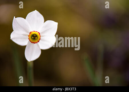 Weiße Narzisse Blume Blüte an einem Frühlingstag. Einzelne Narzissen Blüte hautnah. Textfreiraum Stockfoto