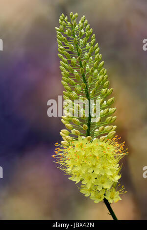 Eremurus Stenophyllus, Asphodelaceae. Foxtail Lily Stockfoto