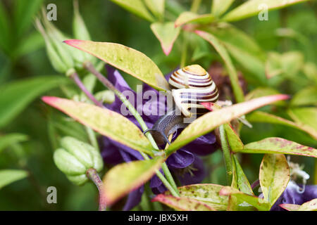 Weißlippen-Schnecke (Bänderschnecken Hortensis) ernähren sich von Gartenpflanzen, UK. Stockfoto