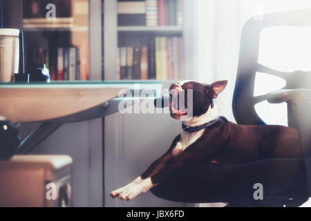 Porträt von Boston Terrier liegend auf Bürostuhl Gähnen Stockfoto