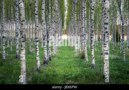 Malerische Landschaft mit vielen Birken am Sommerabend in Finnland Stockfoto