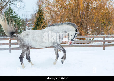 Aktive graue Pferd im Galopp durch den Schnee Stockfoto