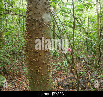 Stachelige Baumstamm in unberührten tropischen Regenwald im Amazonas mit einer Gesneriad-Blume (Drymonia sp.) Stockfoto