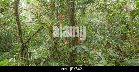 Panorama des Innenraums von unberührten tropischen Regenwald im ecuadorianischen Amazonasgebiet mit Unterwuchs Blütenstrauch, Familie Acanthaceae. Stockfoto