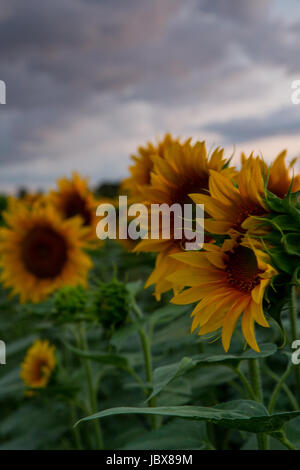 Trio - A dreifache Leitung Sonnenblume ist abgesehen von den anderen auf diesem weiten Feld gesetzt. Stürmische Wolken nehmen auf die Farben der untergehenden Sonne als am Ende des Tages. Stockfoto