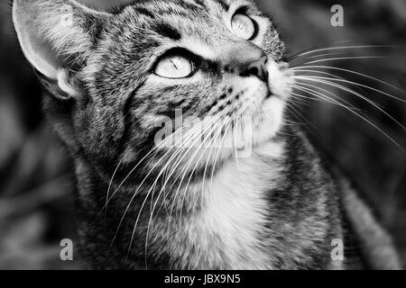 Nahaufnahme, Porträt eines isolierten weibliche Junge tabby Katze in Schwarz und Weiß Stockfoto