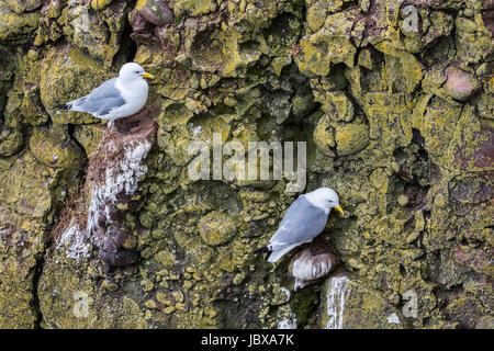 Schwarz-legged Dreizehenmöwen (Rissa Tridactyla) nisten auf Felsüberhängen im Meer Felswand bei Seabird Kolonie, Fowlsheugh, Aberdeenshire, Schottland, UK Stockfoto