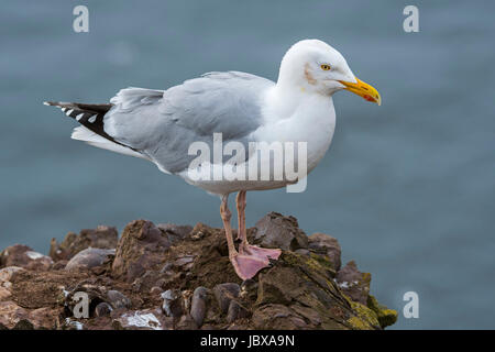 Europäische Silbermöwe (Larus Argentatus) auf Felsen Klippen im Frühjahr, Fowlsheugh, Scotland, UK Stockfoto