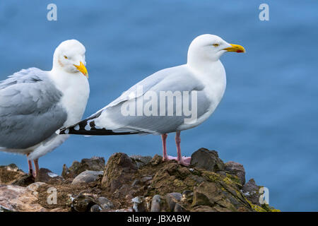 Zwei europäische Silbermöwen (Larus Argentatus) auf Klippe am Seevogel-Kolonie im Frühjahr, Schottland, UK Stockfoto