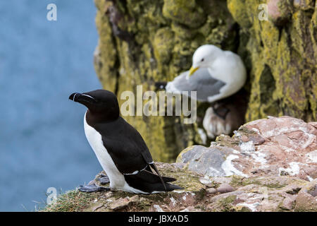 Tordalk (Alca Torda) und Dreizehenmöwe (Rissa Tridactyla) nisten auf Felsvorsprung im Meer Felswand bei Seevogel-Kolonie, Schottland, UK Stockfoto