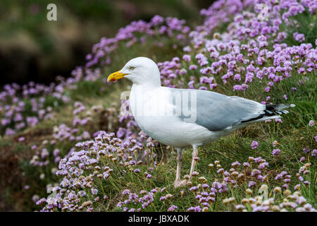 Europäische Silbermöwe (Larus Argentatus) unter Meer Sparsamkeit / Meer rosa Blumen auf Klippe im Frühjahr, Schottland, UK Stockfoto