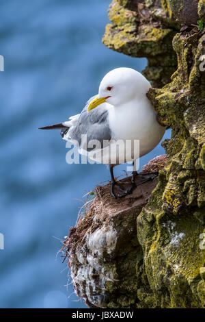 Schwarz-legged Kittiwake (Rissa Tridactyla) ruht auf Felsvorsprung im Meer Felswand bei Seevogel-Kolonie, Schottland, UK Stockfoto