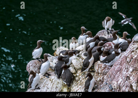 Dicht gepackten Brutkolonie von gemeinsamen wärmeren / gemeinsame Trottellumme (Uria Aalge) nisten im Frühjahr auf Felsüberhängen im Meer Klippe Gesicht, Schottland, UK Stockfoto