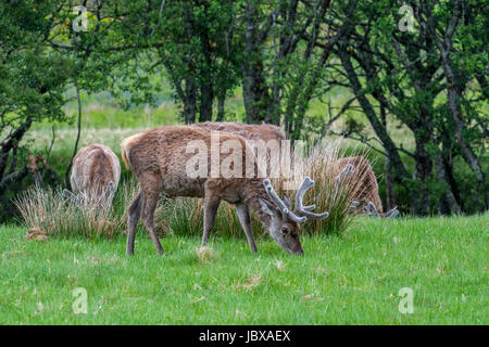 Rothirsch (Cervus Elaphus) Hirsche mit dem Geweih bedeckt in samt Beweidung in Grünland im Regen in den schottischen Highlands im Frühjahr, Schottland, Vereinigtes Königreich Stockfoto