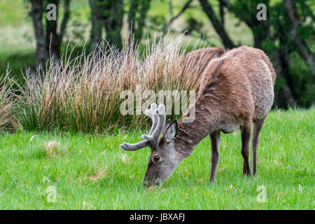 Rothirsch (Cervus Elaphus) Hirsch mit Geweih bedeckt in samt Beweidung in Grünland im Regen in den schottischen Highlands im Frühjahr, Schottland, Vereinigtes Königreich Stockfoto
