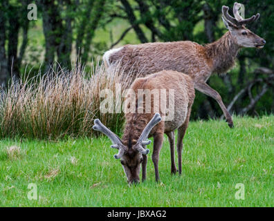 Rothirsch (Cervus Elaphus) Hirsche mit dem Geweih bedeckt in samt Beweidung in Grünland im Regen in den schottischen Highlands im Frühjahr, Schottland, Vereinigtes Königreich Stockfoto