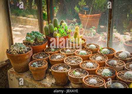Kaktus wächst in kleinen Tontöpfen im Inneren des Gewächshauses Akklimatisierung im Botanischen Garten in Cagliari, Sardinien. Stockfoto