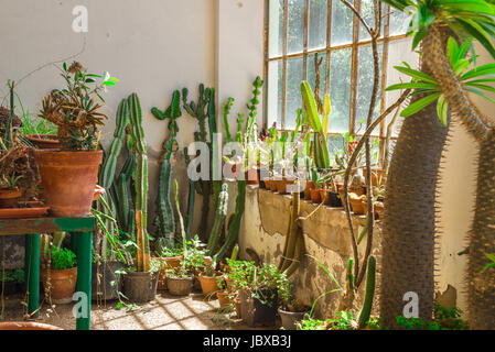 Verschiedene Arten von Kakteen wachsen in Töpfen, die im Inneren des Gewächshauses Akklimatisierung im Botanischen Garten in Cagliari, Sardinien gelegen. Stockfoto