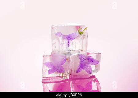Weibliche Schönheit. Blume Blüte in Eiswürfel auf rosa Hintergrund isoliert eingefroren. Romantik und Liebe Konzept. Stockfoto