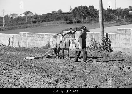 Frau Bäuerin bewirtschaften das Land mit einem Esel in Galicien in Nordspanien. Pflügen Feld Land Landwirtschaft Landwirtschaft Spanisch Espania Stockfoto