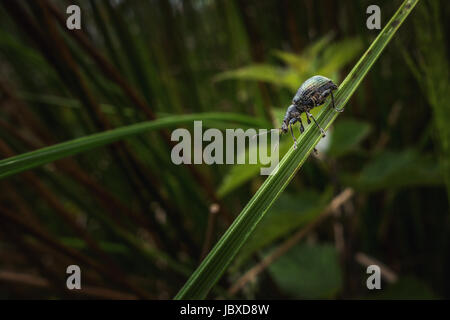UK-WILDLIFE: Brennnessel Rüsselkäfer (Phyllobius Pomaceus), kurznasige Rüsselkäfer Familie, West Yorkshire, Großbritannien Stockfoto