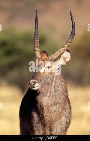 Porträt des großen Wasserbock (Kobus Ellipsiprymnus), Stier Süd Afrika Stockfoto