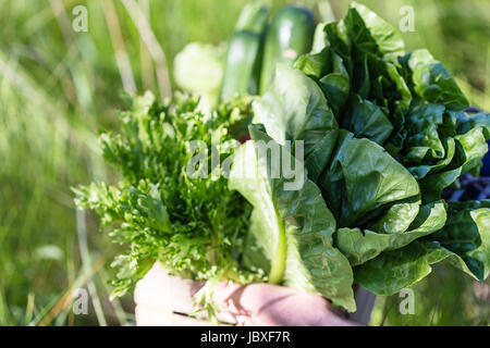 Auswahl an frischem Bio-Gemüse in Holzkiste. Person im Besitz einer Kiste von landwirtschaftlichen Produkten in seinen Händen, selektiven Fokus Stockfoto