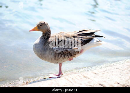 Graugans in der Serpentine, Hyde Park Stockfoto