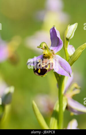 Biene Orchidee Blumen - Ophrys Apifera - auf einer Wiese im Frühsommer blühen Stockfoto