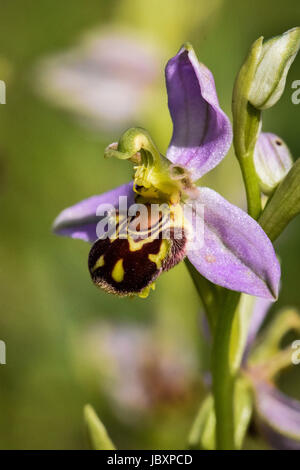 Biene Orchidee Blumen - Ophrys Apifera - auf einer Wiese im Frühsommer blühen Stockfoto