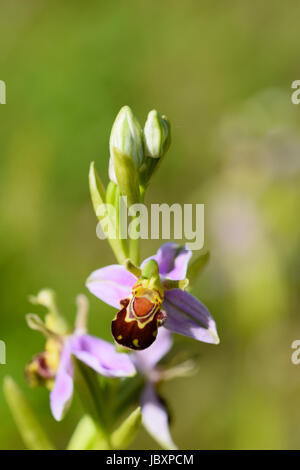 Biene Orchidee Blumen - Ophrys Apifera - auf einer Wiese im Frühsommer blühen Stockfoto