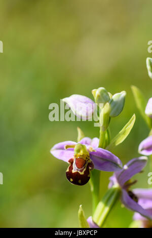 Biene Orchidee Blumen - Ophrys Apifera - auf einer Wiese im Frühsommer blühen Stockfoto