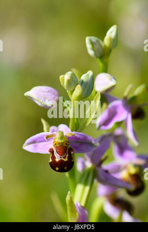 Biene Orchidee Blumen - Ophrys Apifera - auf einer Wiese im Frühsommer blühen Stockfoto