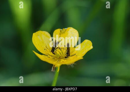 Insekten sammeln Pollen Nektar aus einer offenen gelben Butterblume Blume Stockfoto