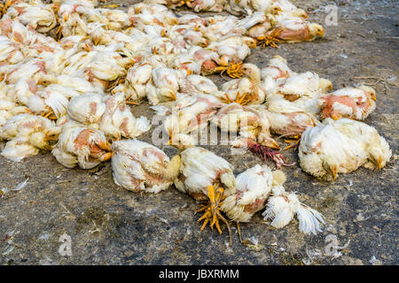 Huhn sind gemeinsam am Huhn Großhandelsmarkt in den Vorort neuer Markt gebunden Stockfoto