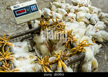 Huhn sind miteinander verbunden und an das Huhn Großhandelsmarkt in den Vorort neuer Markt gewichtet Stockfoto