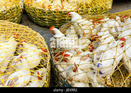 Huhn in Körben auf dem Huhn Großhandelsmarkt in den Vorort neuer Markt, mit Käfig Stockfoto